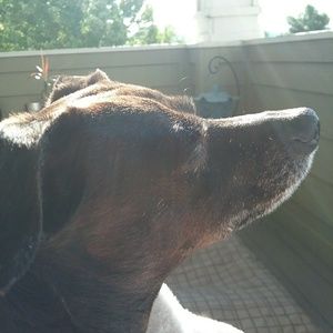 Meet your Posher, Jude